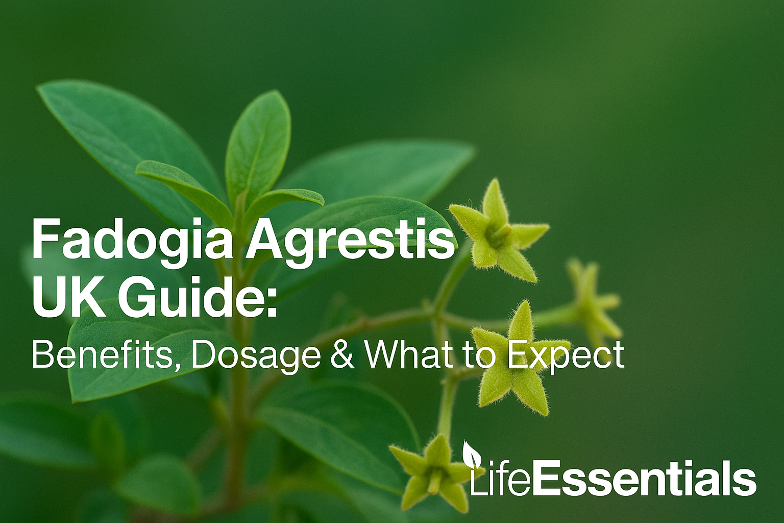 Fadogia Agrestis UK Guide: Benefits, Dosage & What to Expect