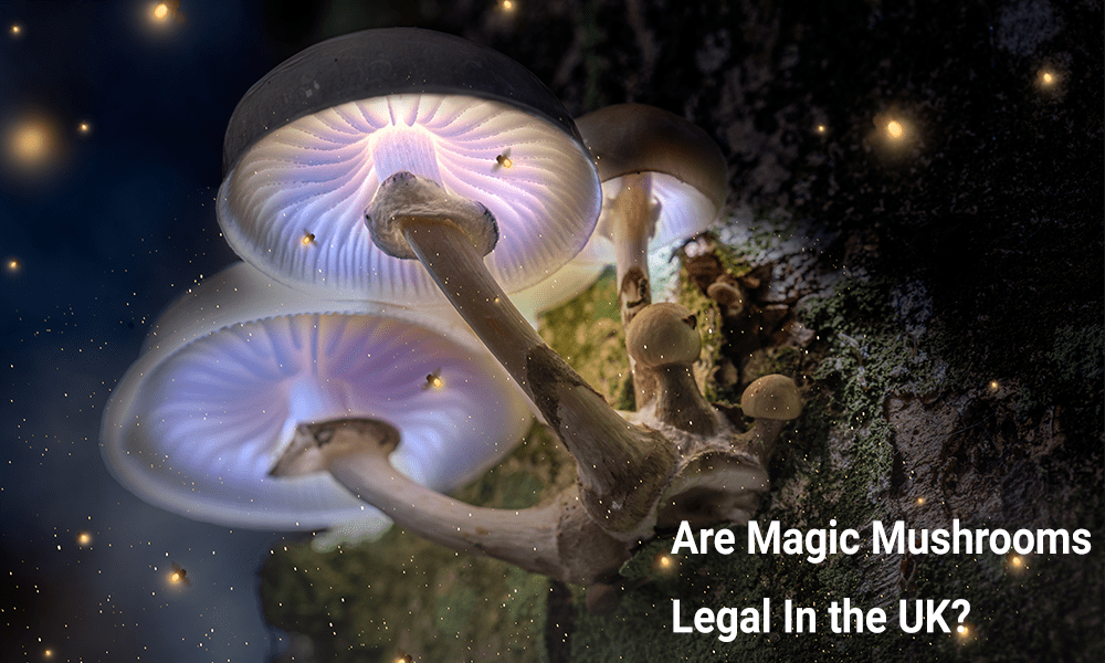 Are Magic Mushrooms Legal In The UK?