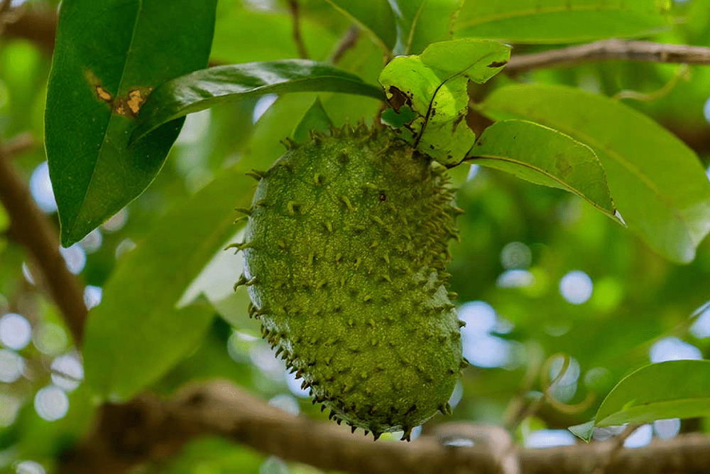 Soursop Superfood Benefits