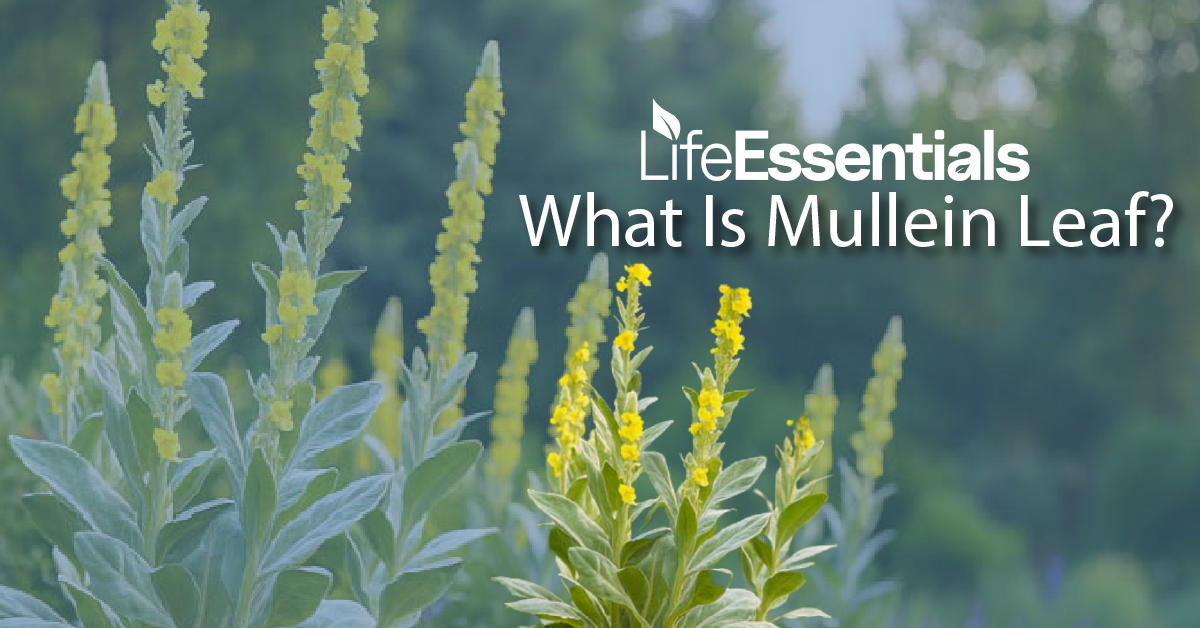 Mullein Leaf Capsules: A Timeless Herbal Favourite for Natural Balance